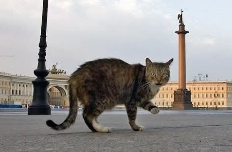 В твиттере ежедневно день кота. Но, говорят, сегодня и за его пределами отмечается День кота. Всем котикам рыбов, куров и уютных тёплых домов