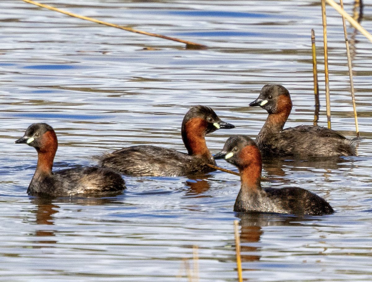 Little Grebe group meeting in Victoria Park (see birdingplaces.eu/birdingplaces/…) in Belfast. Photo by Alan Fitzsimmons. You can upload bird pics of areas you visited to Birdingplaces.com by clicking on 'Add image'. Some of the nicest pictures are shared by us on our socials.