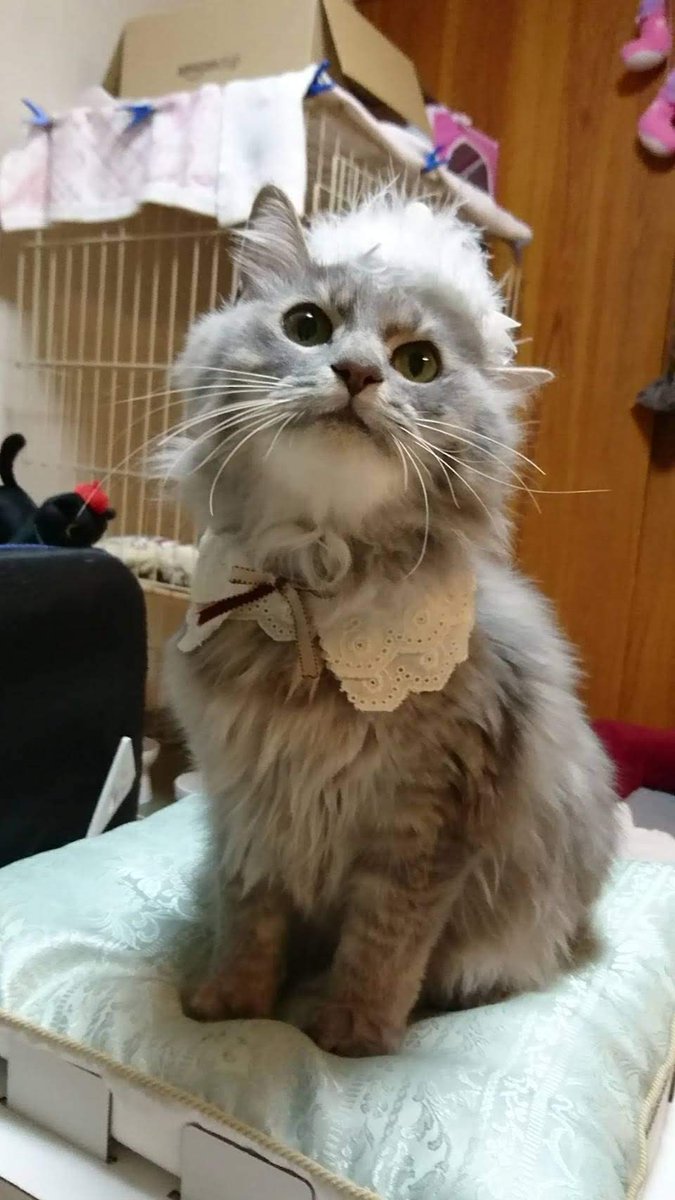 #世界猫の日 
チコちゃん( ^ω^ )ﾆｺﾆｺ