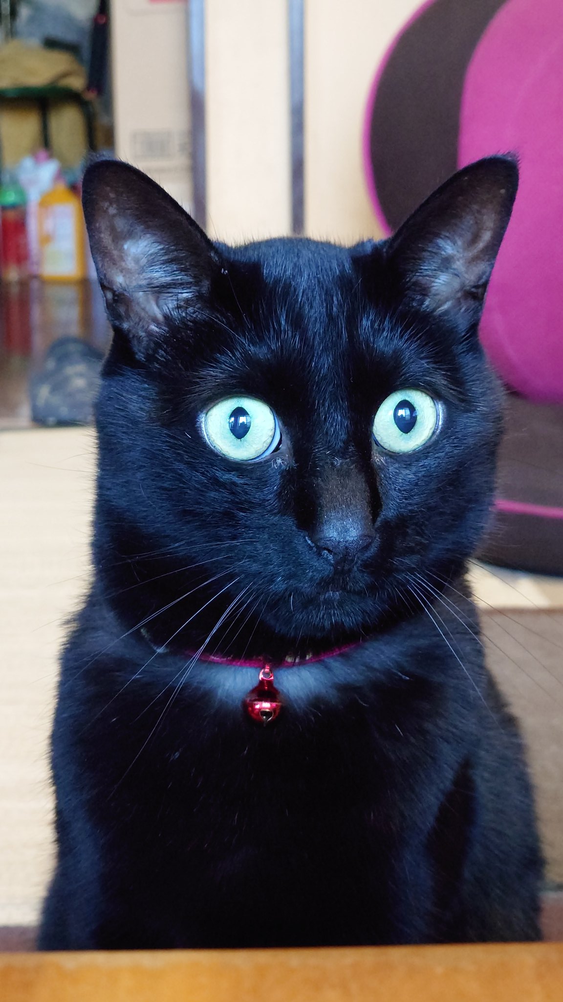 黒猫 Akemi on X: 