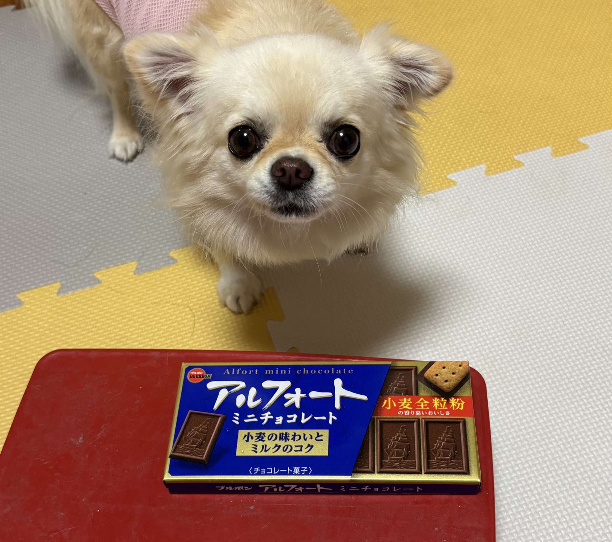 チワワなアルト チワワのチビ&ココ🐕✨ on X: 