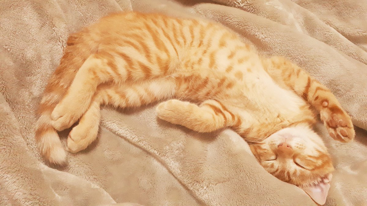 MaryB_Daily's tweet photo. 세계 고양이의 날을 맞이해서 올리는 아기 오월이 🐱 https://t.co/I35t6xwmzr