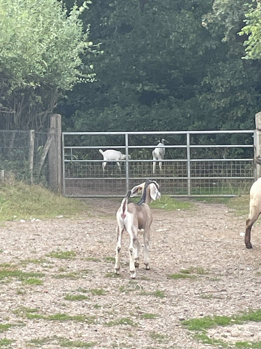 Garlic Meadow tweet media