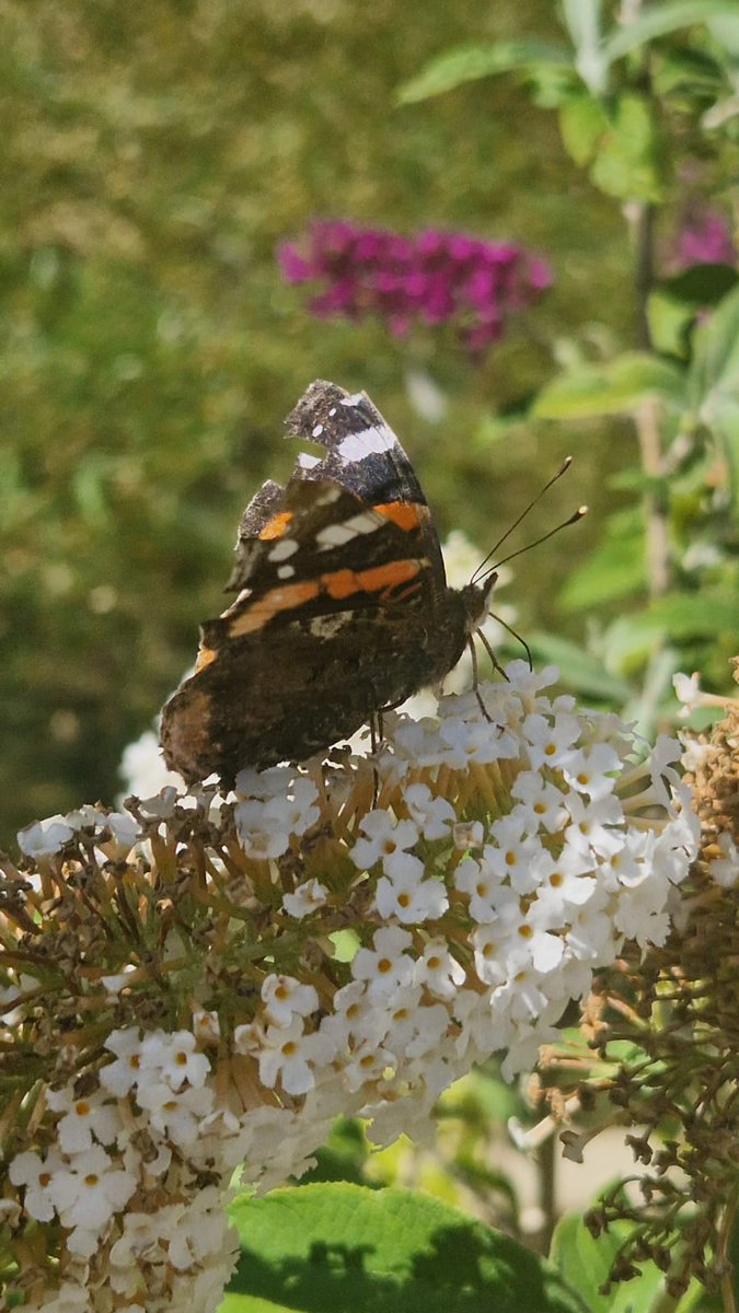 In the garden today, pic 📸 taken by my daughter <a href="/stephchambers3/">angel princess an steph 💖 😇🥰🩷</a> 🦋🦋
