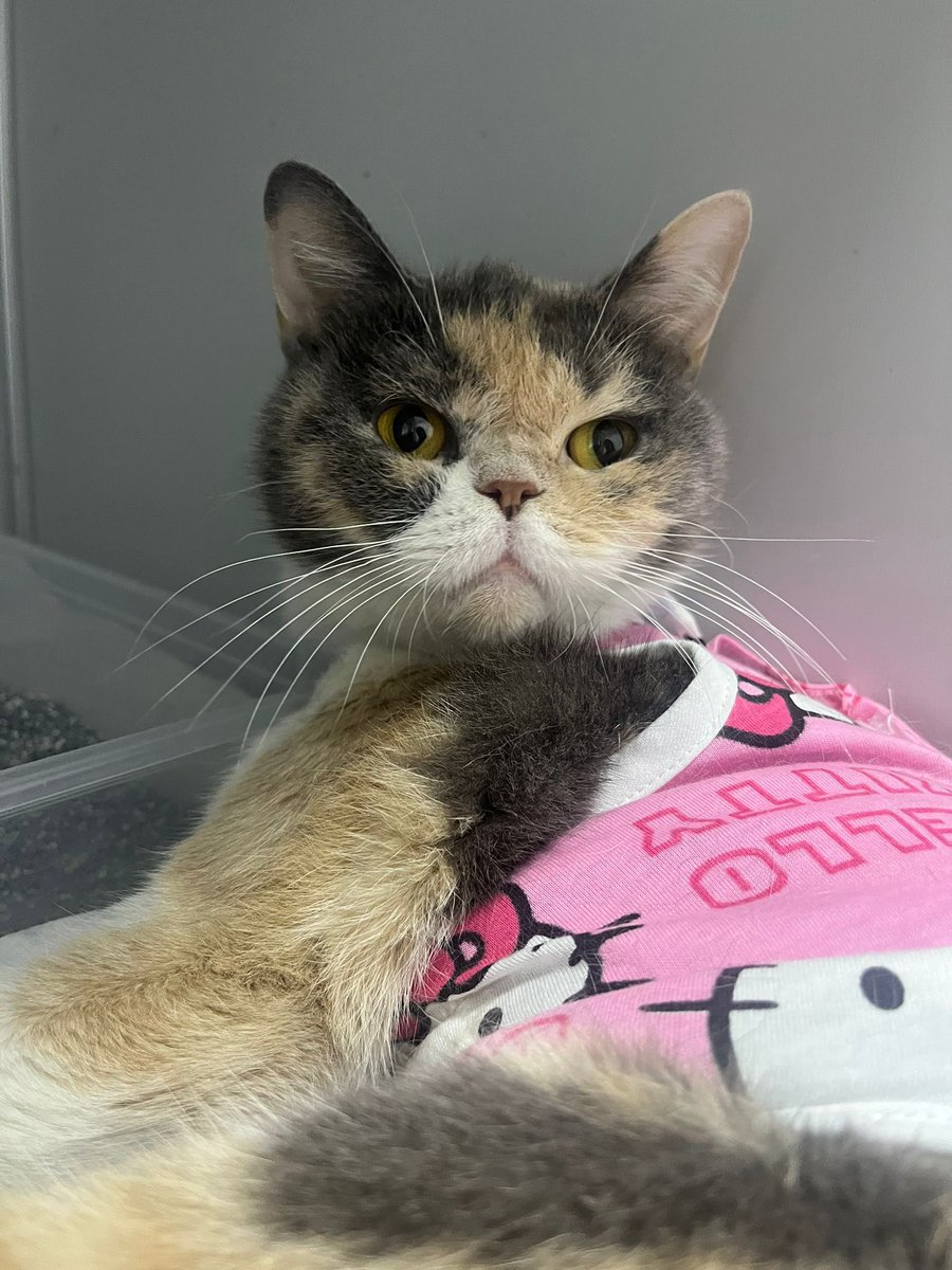 Bayfikoo's tweet photo. FİKRİYE SOKAĞA TERK EDİLDİ KORUMAYA ALDIK😔 ÇOK KORKTU😢
2 yaşında, dişi kısırlaştırdık, exotic shorthair cinsi, onu terk etmeyecek bir aile arıyoruz. BURSA/05305524973 https://t.co/acda5sqSp5