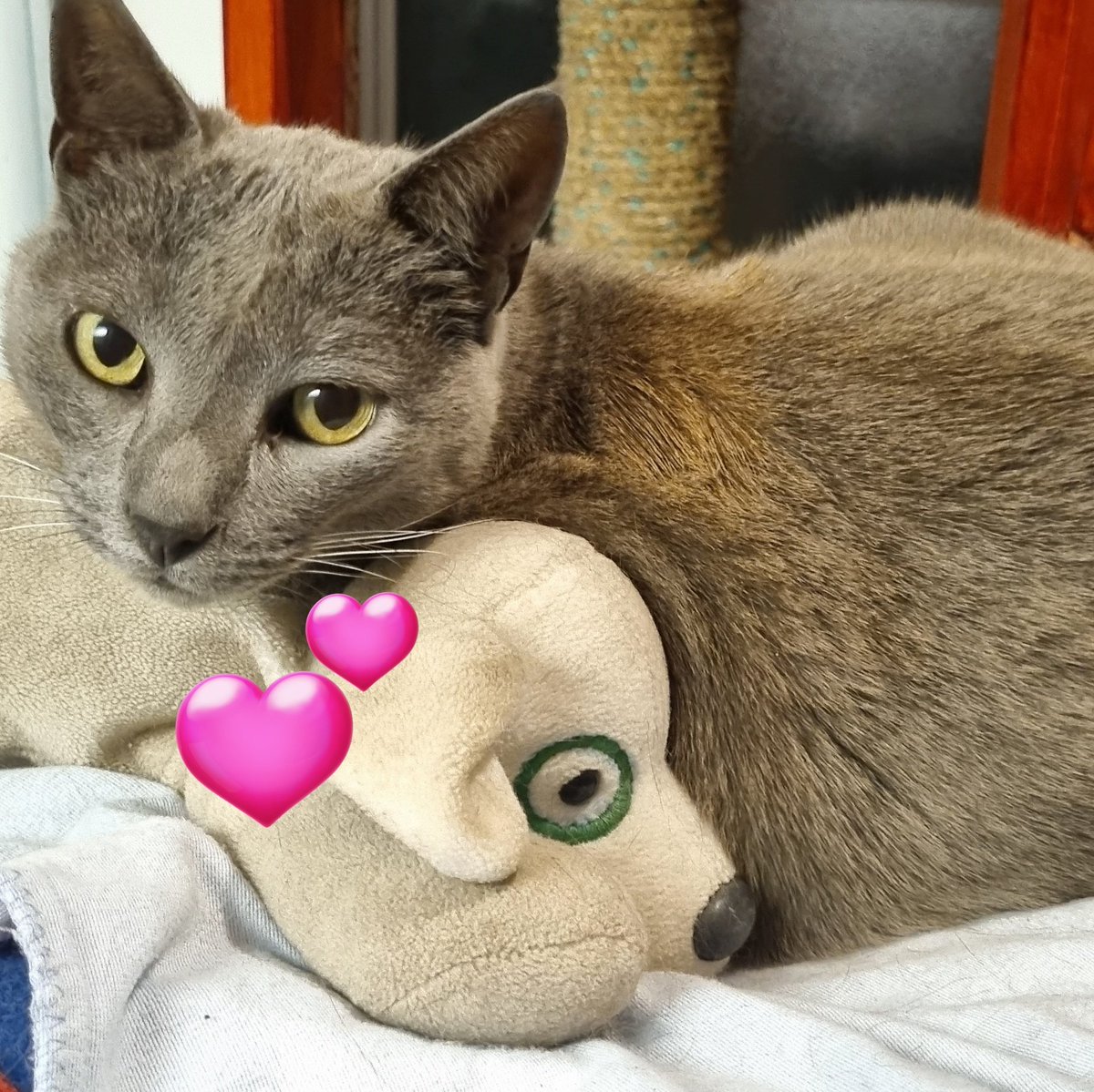 Ceniza🤩 is taking seriously #InternationalCatDay