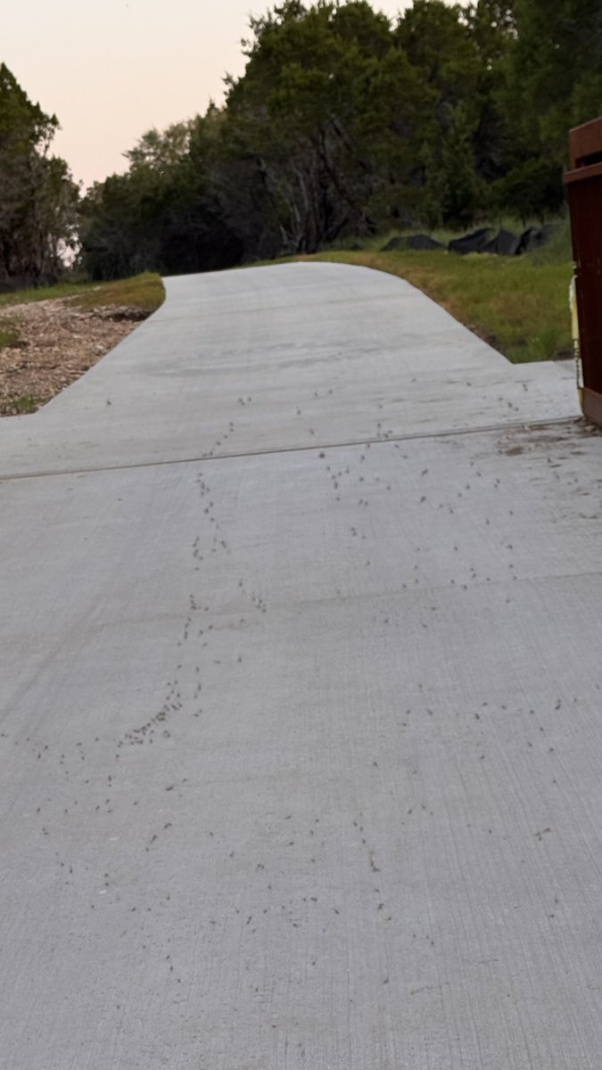 sudha_m_reddy's tweet image. Nature’s own pest control 
A spider 🕷️ spun a web🕸️ between a bridge overnite. @ sunrise 🌅 the web was filled with flies…
Wonders of nature…