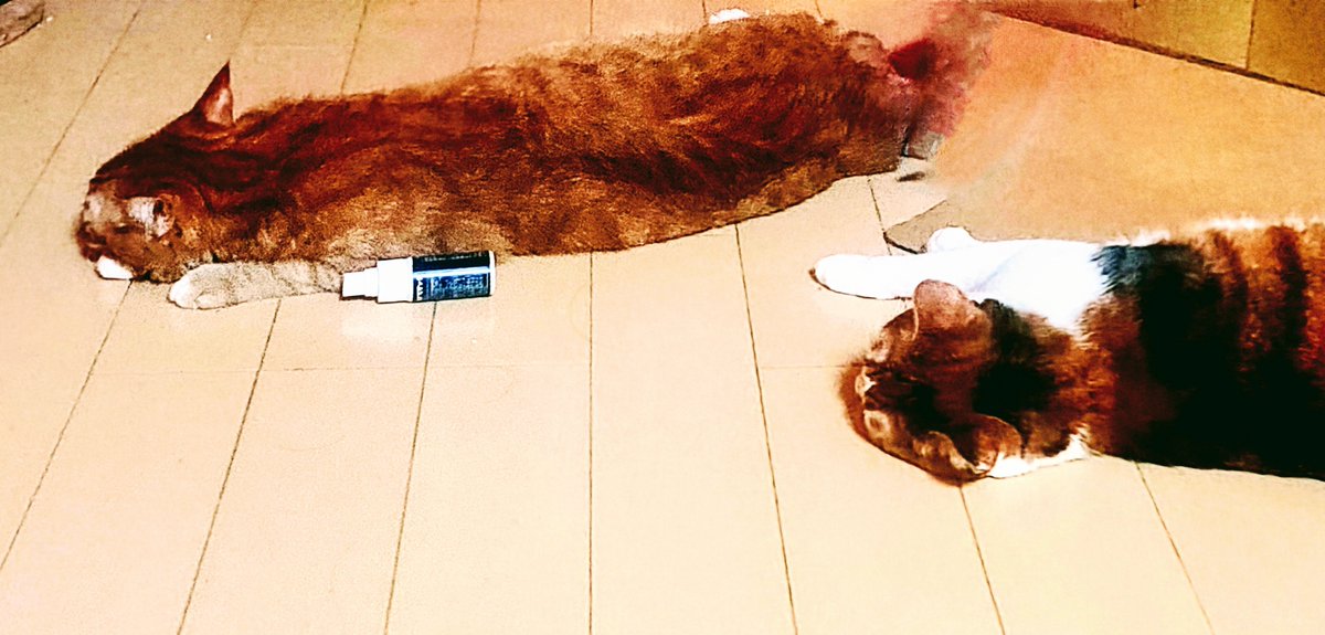 うちの子達😸、マタタビスプレーでチルってます😸😸
ずっと健やかであれ
 #世界猫の日2025