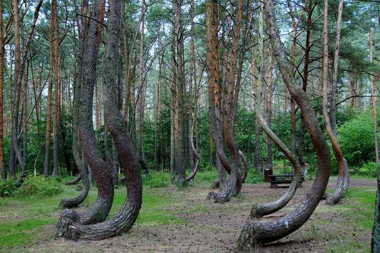 In Poland’s Crooked Forest, over 400 pine trees grow with trunks bent at a perfect right angle. No one knows if it’s human craft, wartime damage, or something stranger, but locals whisper they lean away from something we cannot see. #BookWormSat