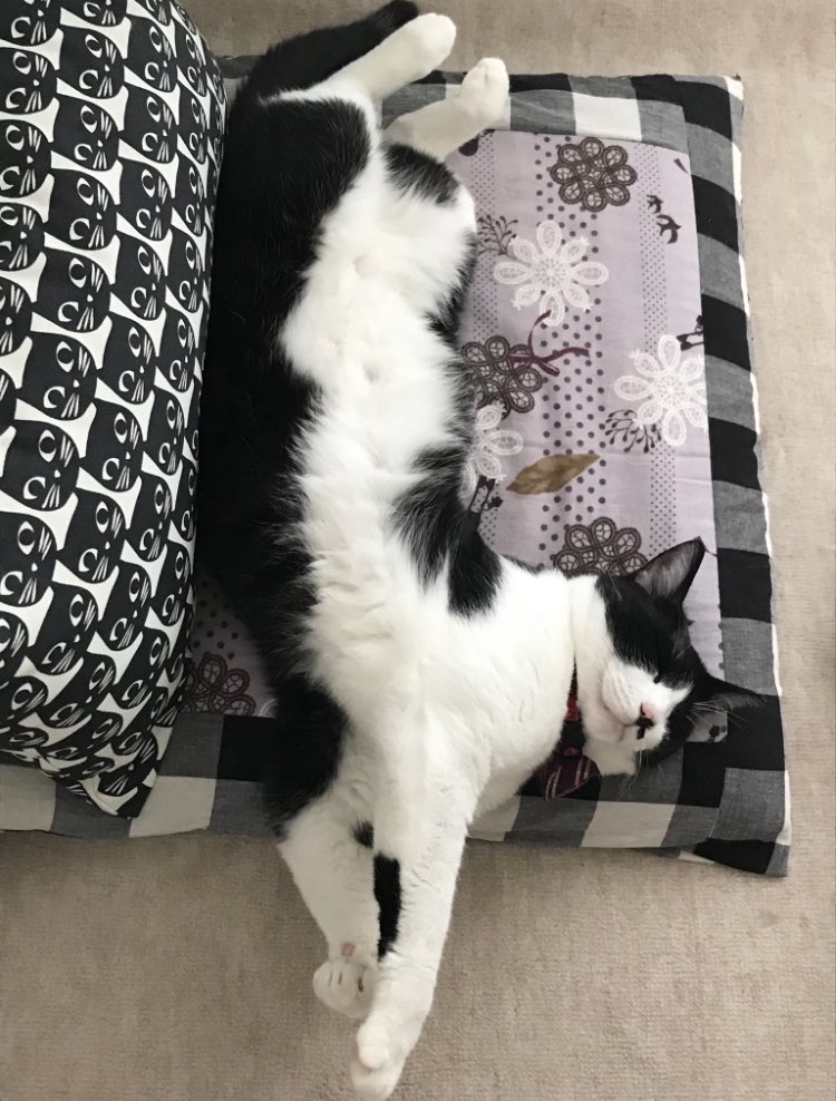 🐱💗

#世界猫の日
