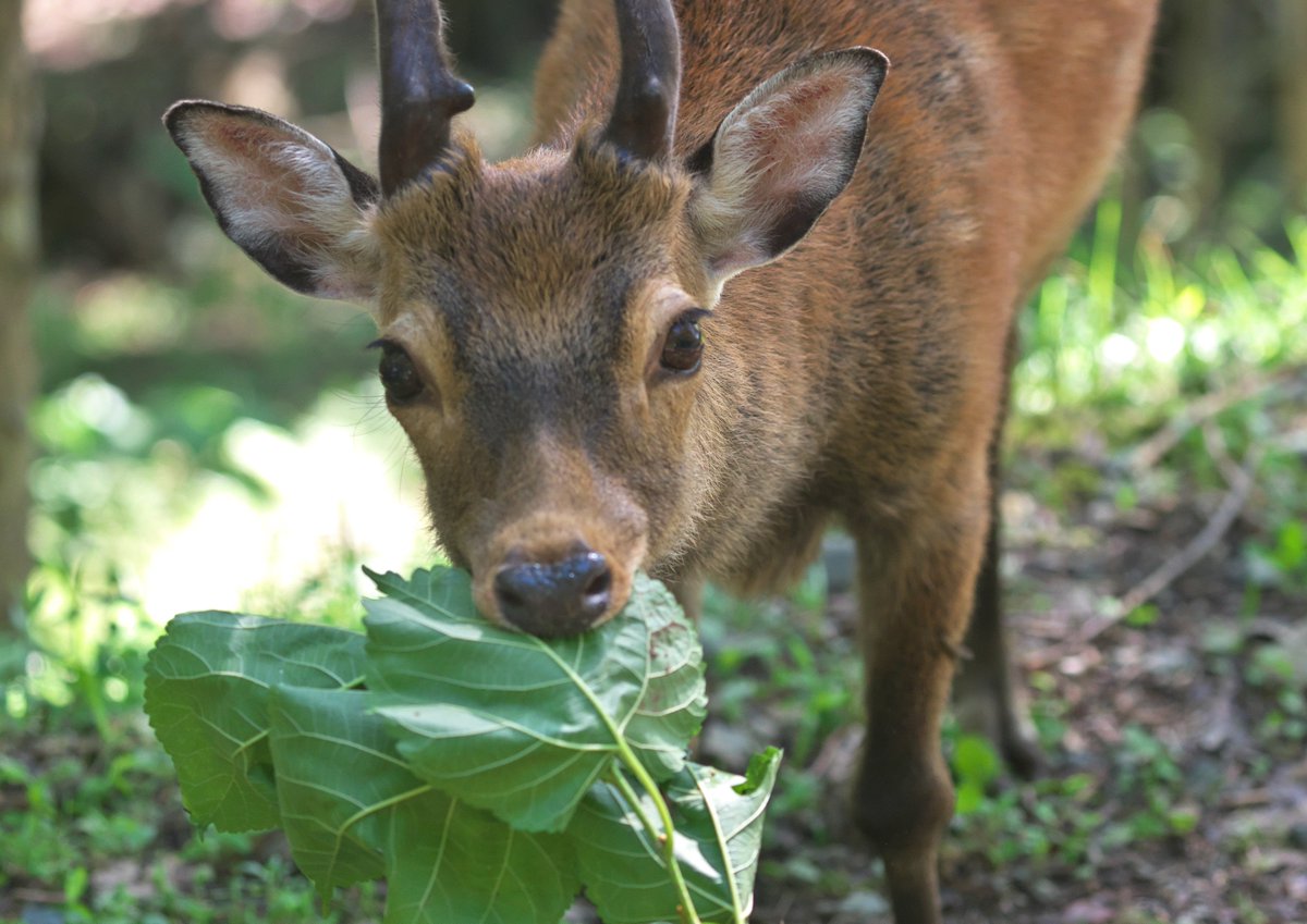 ニホンジカ ♀毛皮 23-12 ニホンジカ ♀毛皮 23-12