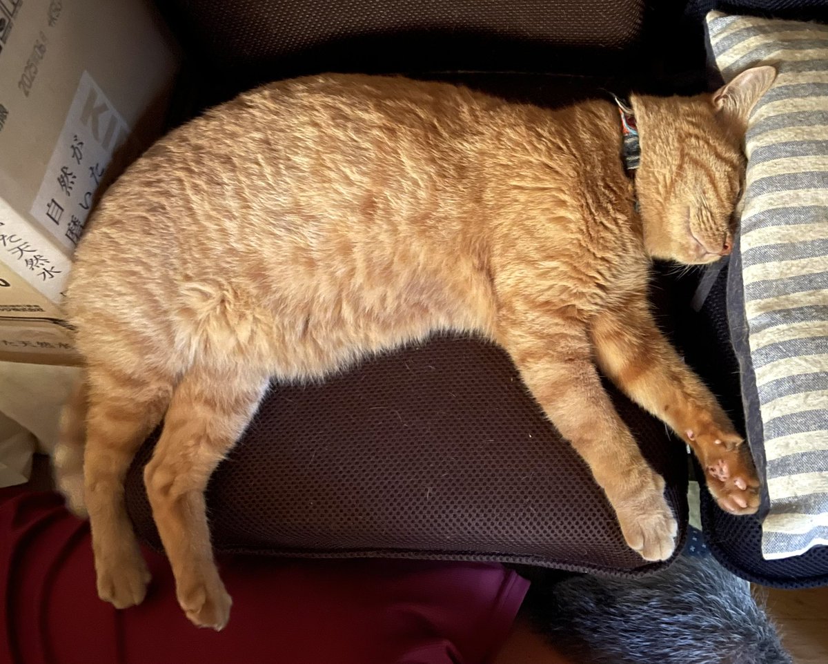 DreadfulMeat's tweet photo. 世界猫の日らしいので、
我が家の猫の寝姿報告。
#世界猫の日
#猫
#cat
#ねこ
#ネコ
#茶トラ
#麦わら猫
#まるどら
#redtabby 
#orangecat 
#brownpatchedtabby https://t.co/SpF5rvkdbJ