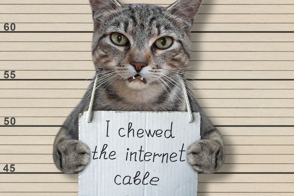 It's International Cat Day! 

From Cat 5E through Cat 6 and on to Cat 7 cables, we celebrate cats in all forms. What trusty companions the furry version of cats are - except when they chew through your Cat cables of course! 

Cat fighting at a whole new level. Oh, the irony.