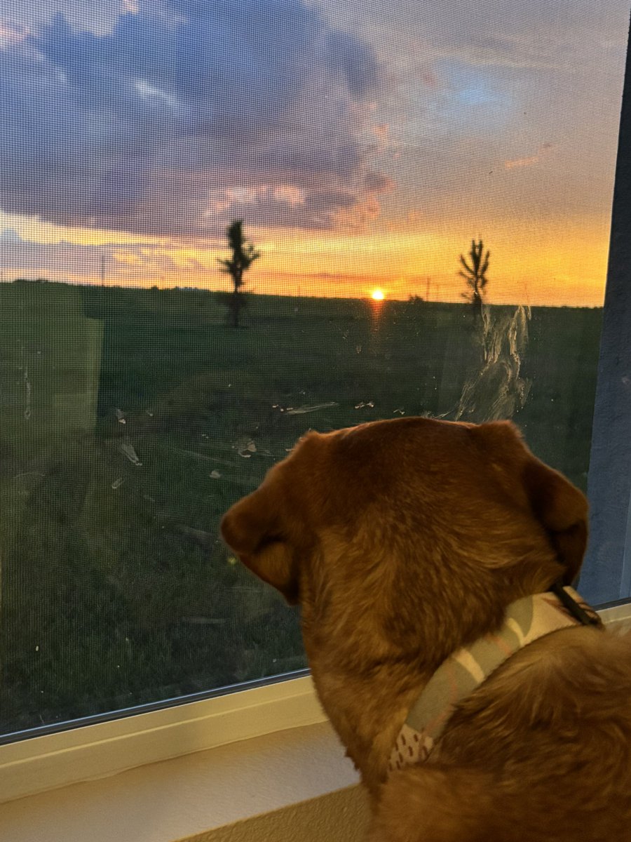 Rubydoobydog's tweet image. Pals, wes hab a pretty sun sleep 😍🌅