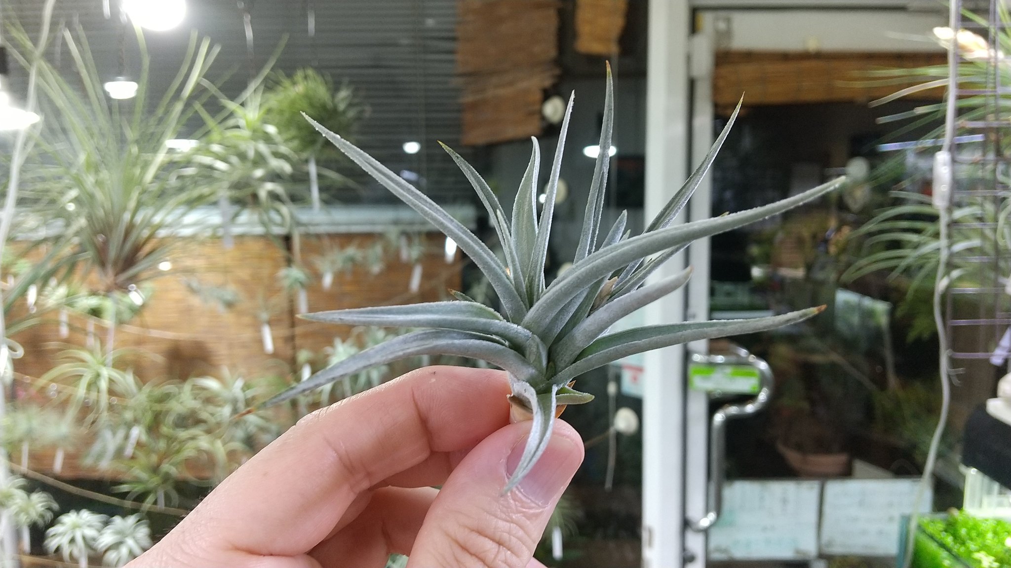 Nature Garden商品宣伝部 on X: 