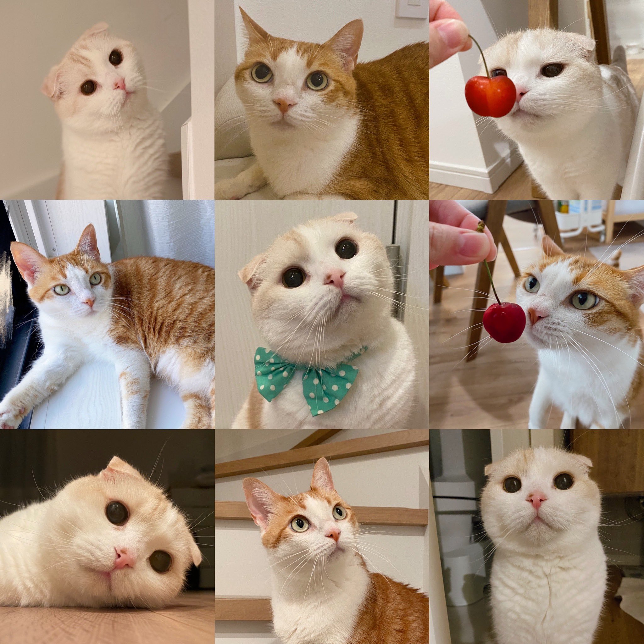 はなぼくろ きなこ on X: 