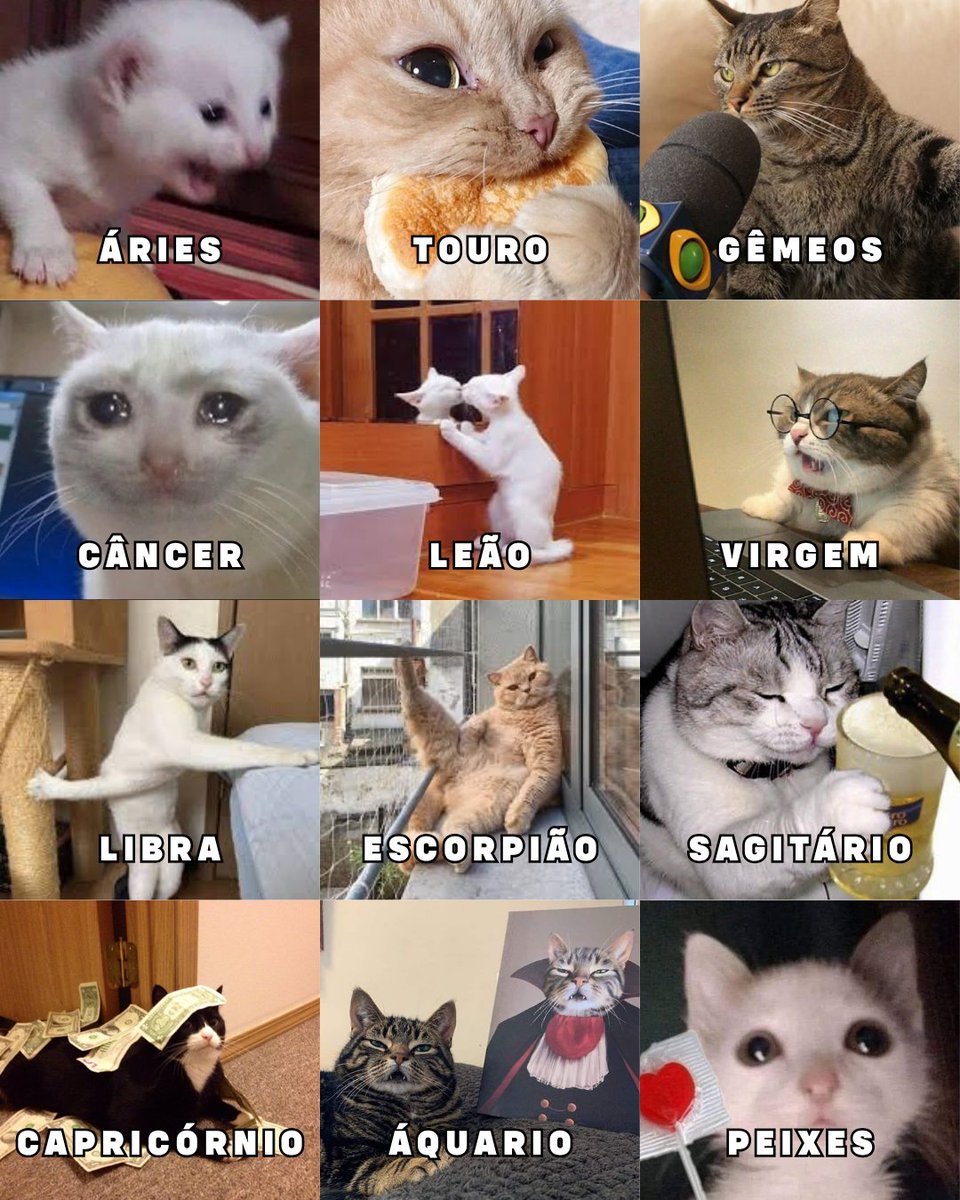 Especial para o dia do gato hoje, vou receitar um gato de para cada signo ✍️

E aí, concordam com essa receita?