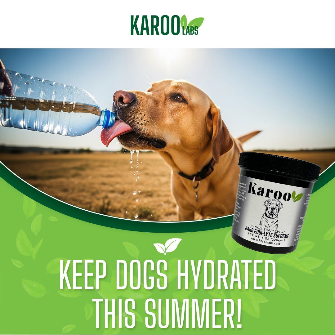 KarooLabs's tweet image. Say goodbye to heat stress and low energy. 

Equi-Lyte Supreme supports healthy hydration when your pup needs it most. 

Now 20% OFF for a limited time!

Buy now at karoolabs.com/product/equi-l….

#HydrationForDogs #SummerSale #KarooLabs #EquiLyteSupreme #DogHydration