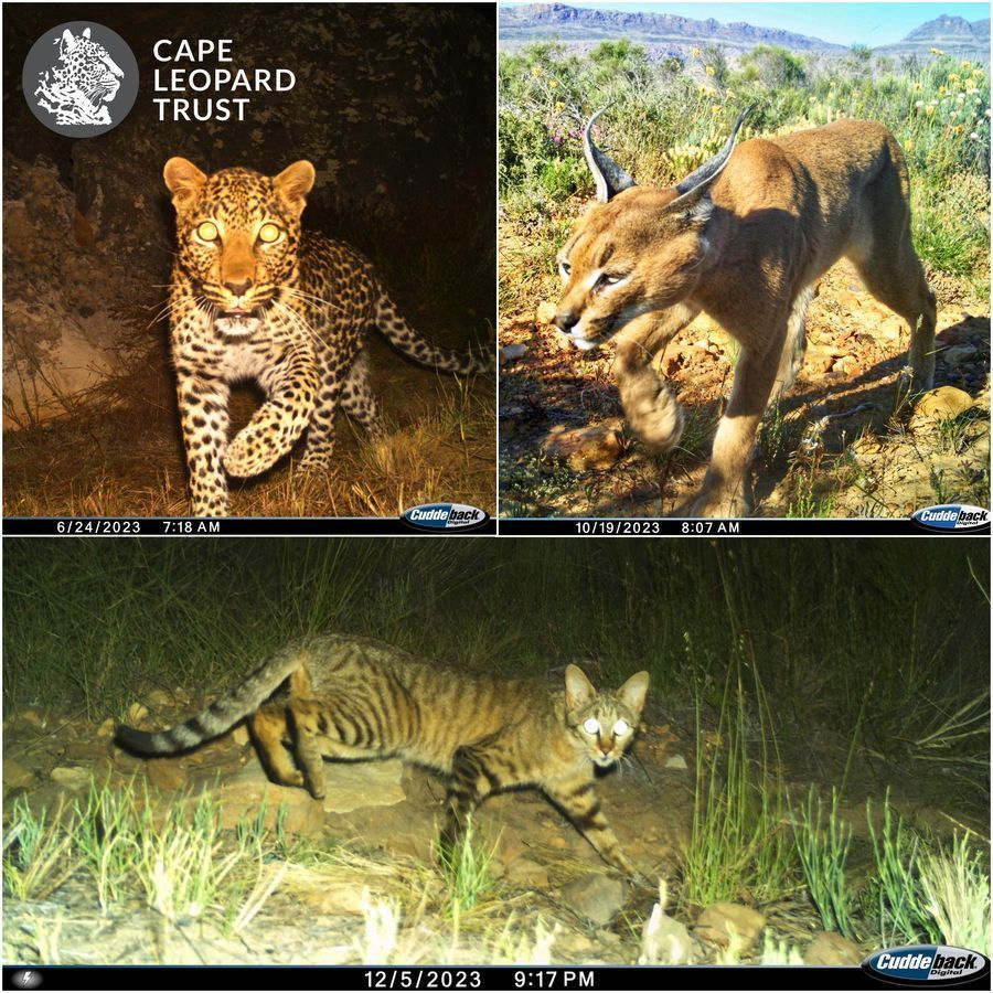 Cape Leopard Trust (CLT) (@capeleopardtrst) on Twitter photo Happy #InternationalCatDay!🐈 – a day to raise awareness &improve the health &welfare of (domestic) cats worldwide. But we are all about wild cats, so here’s to celebrating the untamed cousins of our house kitties!
📸 from our <a href="/CapeLeopardTrst/">Cape Leopard Trust (CLT)</a> Cederberg camtrap survey in 2023 🐾 Happy #InternationalCatDay!🐈 – a day to raise awareness &improve the health &welfare of (domestic) cats worldwide. But we are all about wild cats, so here’s to celebrating the untamed cousins of our house kitties!
📸 from our <a href="/CapeLeopardTrst/">Cape Leopard Trust (CLT)</a> Cederberg camtrap survey in 2023 🐾