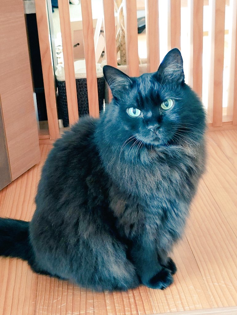 blackcatmoka's tweet photo. いつも癒してくれて有難う
ずっと元気でいてね
#世界猫の日 https://t.co/cCuSHFeWyk