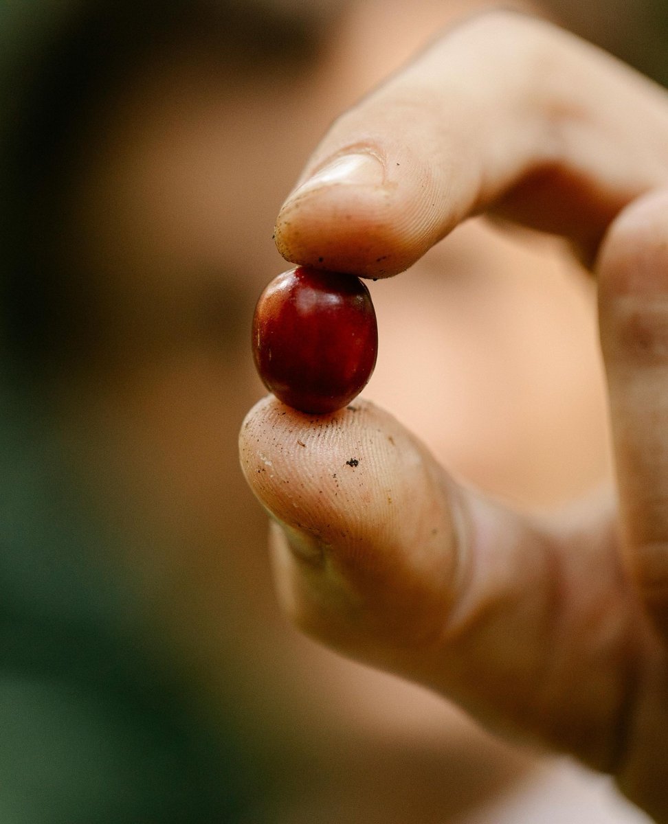 We're absolutely thrilled to announce our newest partner - She is Coffee! 🎉

Link in bio ✨

#joinallmyne #sheiscoffee #sustainabletravel #womenempowerment #coffeeequality #localcommunity #authentictravel #sustainablecoffee