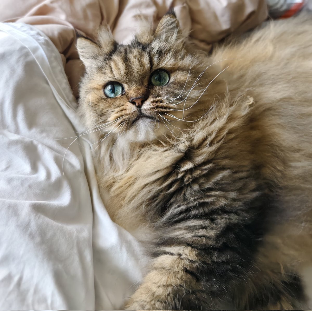 世界猫の日 2025😺💖