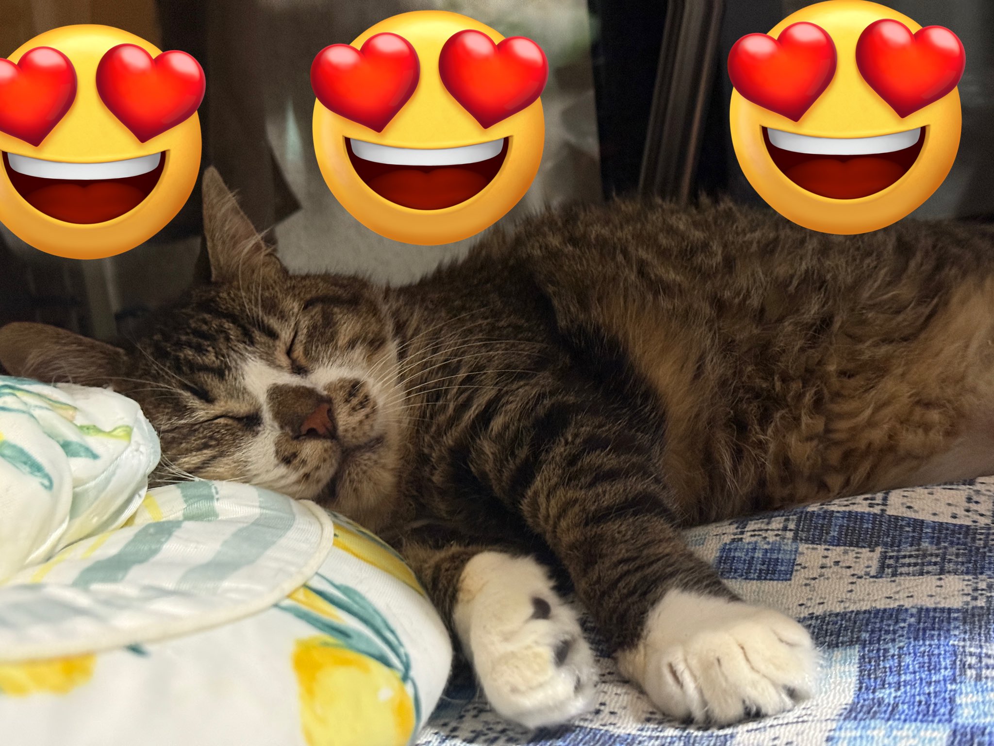 バナナ猫 0000000051912_3k3XRcd.jpg