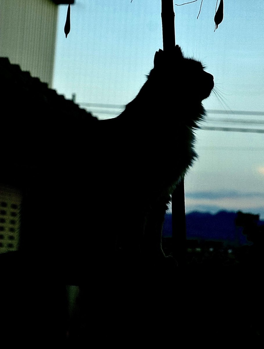 #世界猫の日 だぁ！

 #写真好きな人とつながりたい  #カメラ好きな人と繋がりたい  #写真撮ってる人と繫がりたい  #猫好きさんと繋がりたい  #猫の居る暮らし  #ねこのいる幸せ  #ねこ  #世界猫の日2025