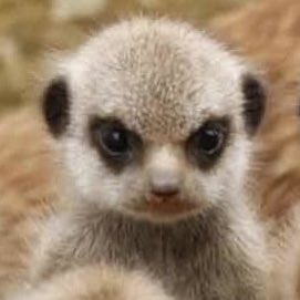 hyx_njv's tweet photo. My baby meerkat is angry, grrrrrrr😠 https://t.co/lZT3YnCj8f