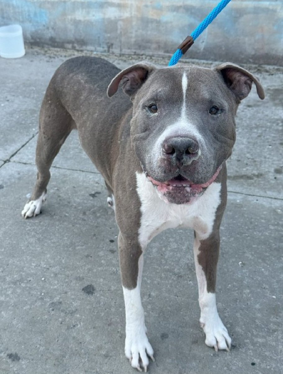 MorgFairsdogs's tweet photo. Labubu 232170
Relisted TBK 8/9
#NYCACC #AdoptMe 
A handsome 9 yr old boy
Has contracted pneumonia while in shelter 🚑🚨
Only allowing minimal handling 
Needs to go to ER Vet ASAP

🔆The Hansel Foundation has pledged $250 to the reputable rescue that saves Labubu🔆

https://t.co/QkXp4Om6c3
#PriorityMedical 
#Pledge4Medical 
#foster #adopt