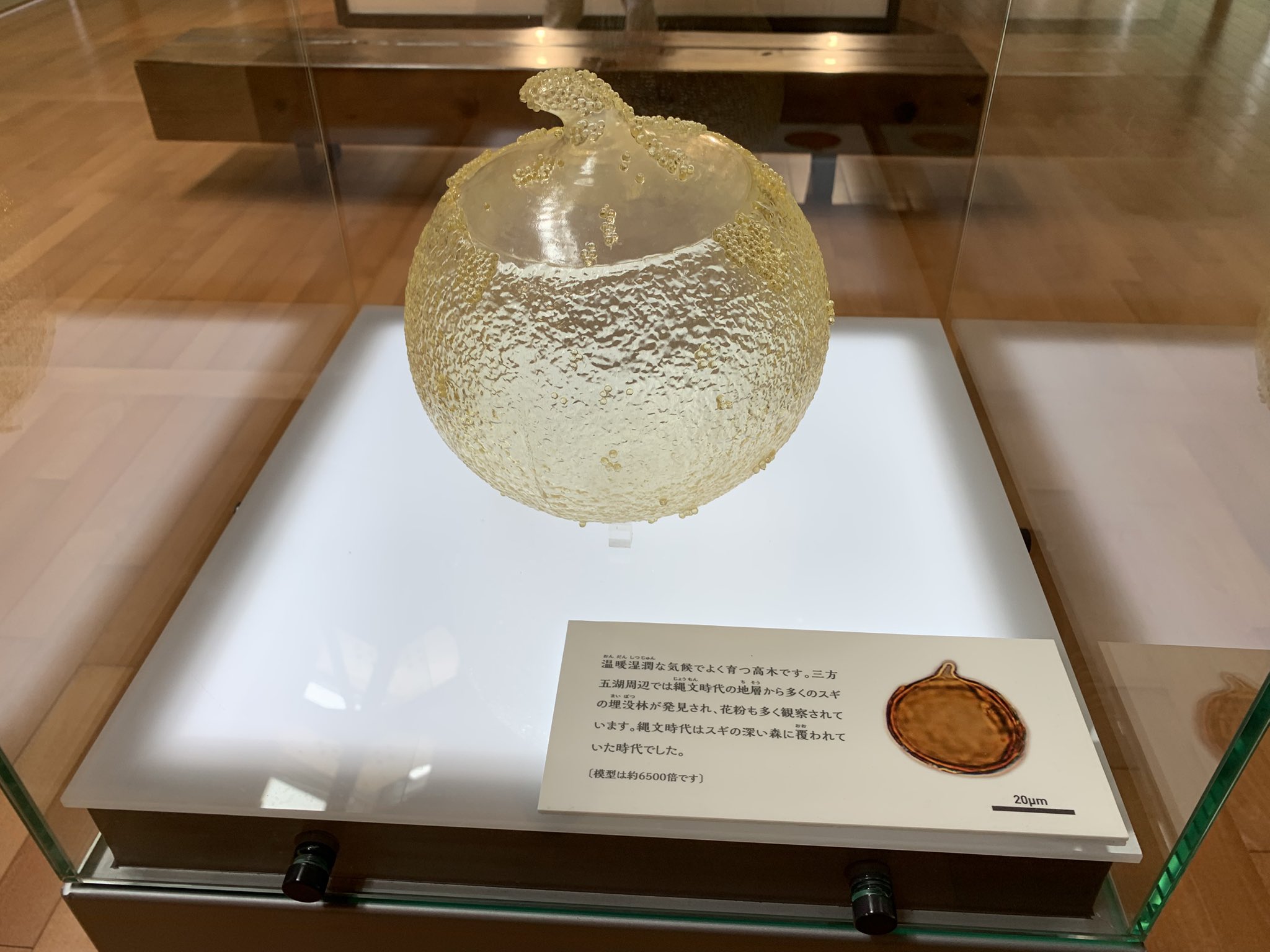 杉の花粉 ③ 荒舩良孝 on X: 