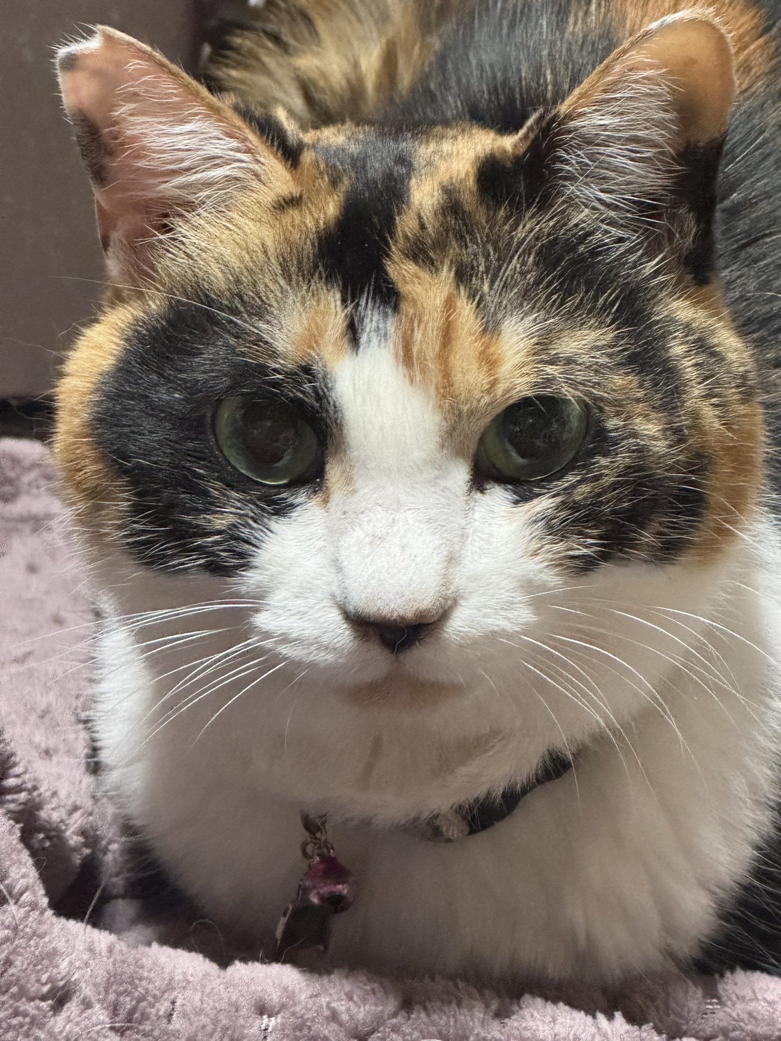 ❤️ アカネコさま❤️ ✂️ ⠀ ♥ ⠀ ⠀