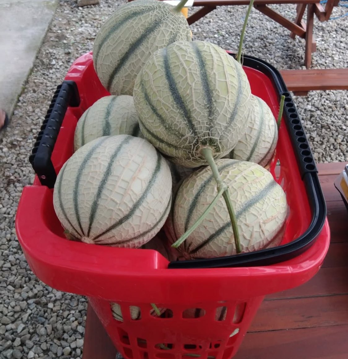 wuulaand's tweet photo. Sweet harvest, fresh from our hydroponic garden! 🍈✨ https://t.co/2mxWDxoigh