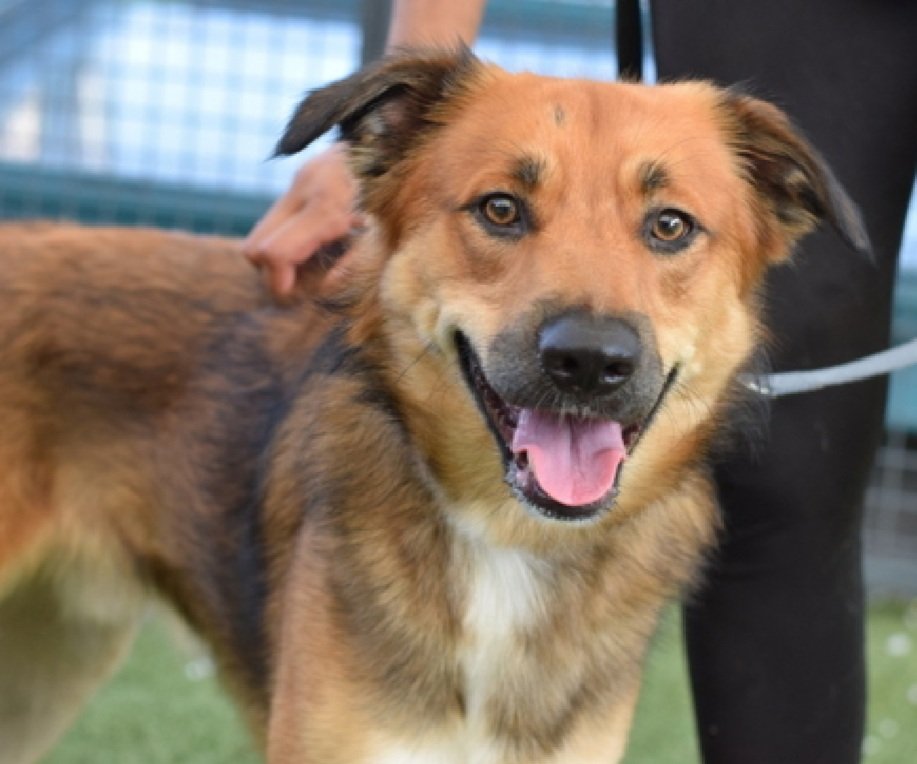 Great News!
Romi has been reserved by a New Hope Partner 🥳🎉

Please wait for freedom pics and info from <a href="/TAPNYACC/">TAPACC</a> to honor your pledges