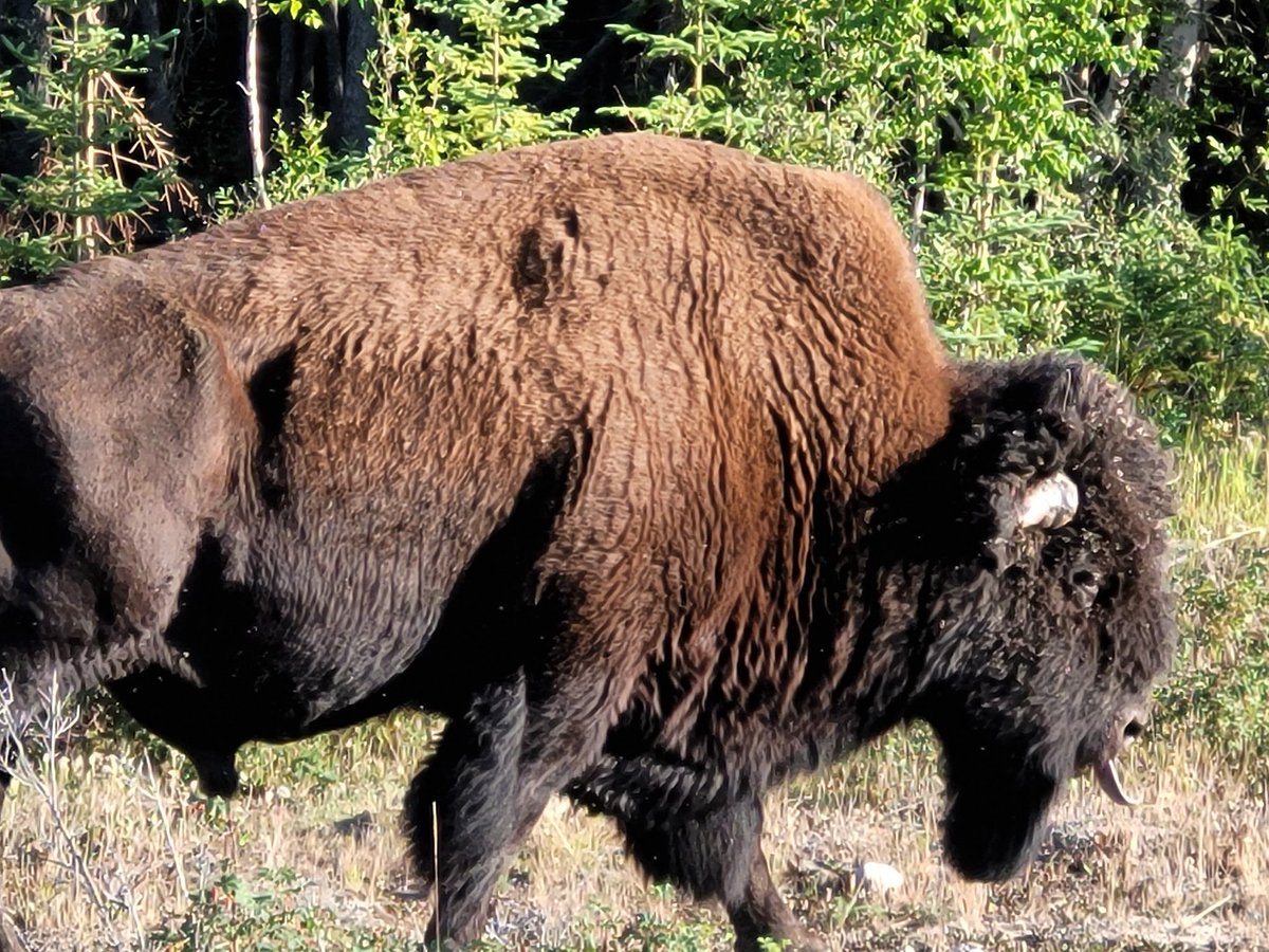 Iviviq ᐃᕕᕕᖅ ❄️ tweet media