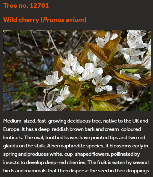 This article is associated with a wild cherry tree, planted in The Forest of Biologists. forest.biologists.com/landscape/