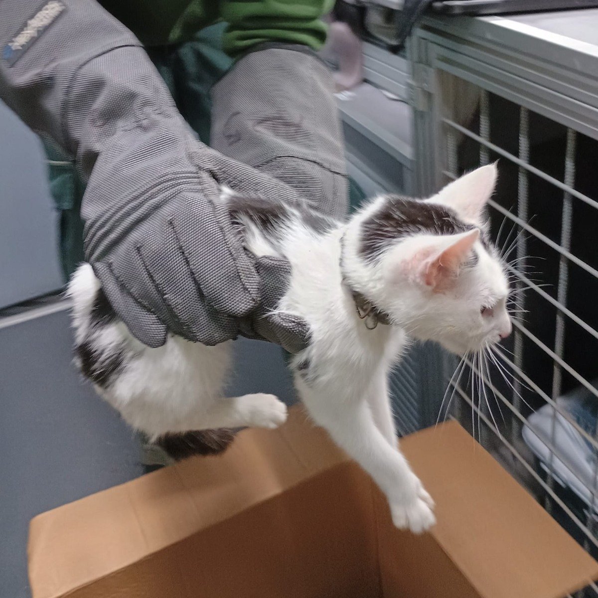 Deze magere en apathische kat werd op de Zeeburgerdijk gevonden. Helaas geen chip. 
Wij chippen voor slechts €10,- per dier: dierenambulance-amsterdam.nl/dienstverlenin…