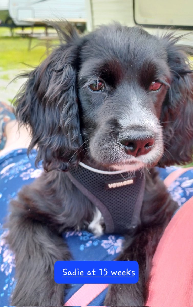 emac1963's tweet photo. Sadie has grown, the difference between 5 weeks and 15 weeks https://t.co/FV7bYaTycE