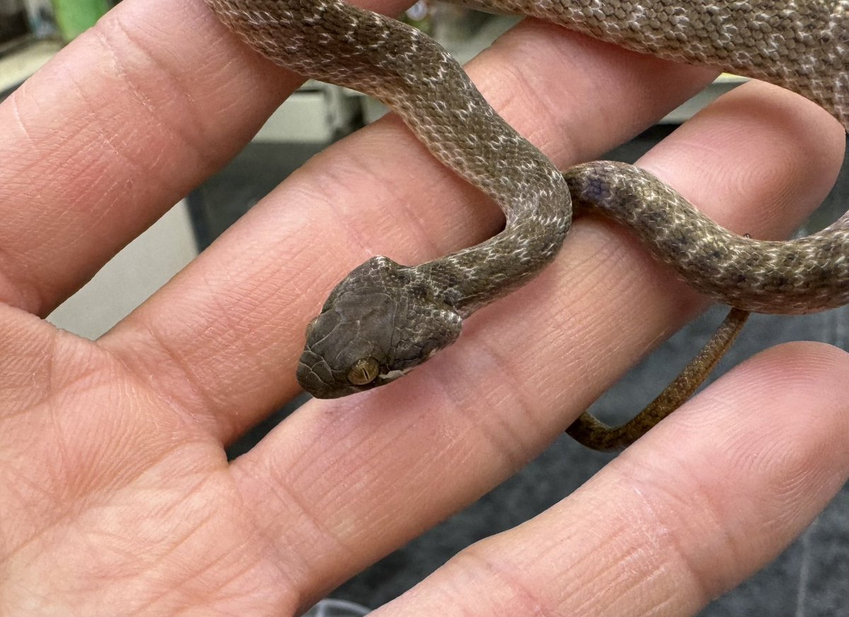 爬虫類倶楽部 大宮店 tweet media