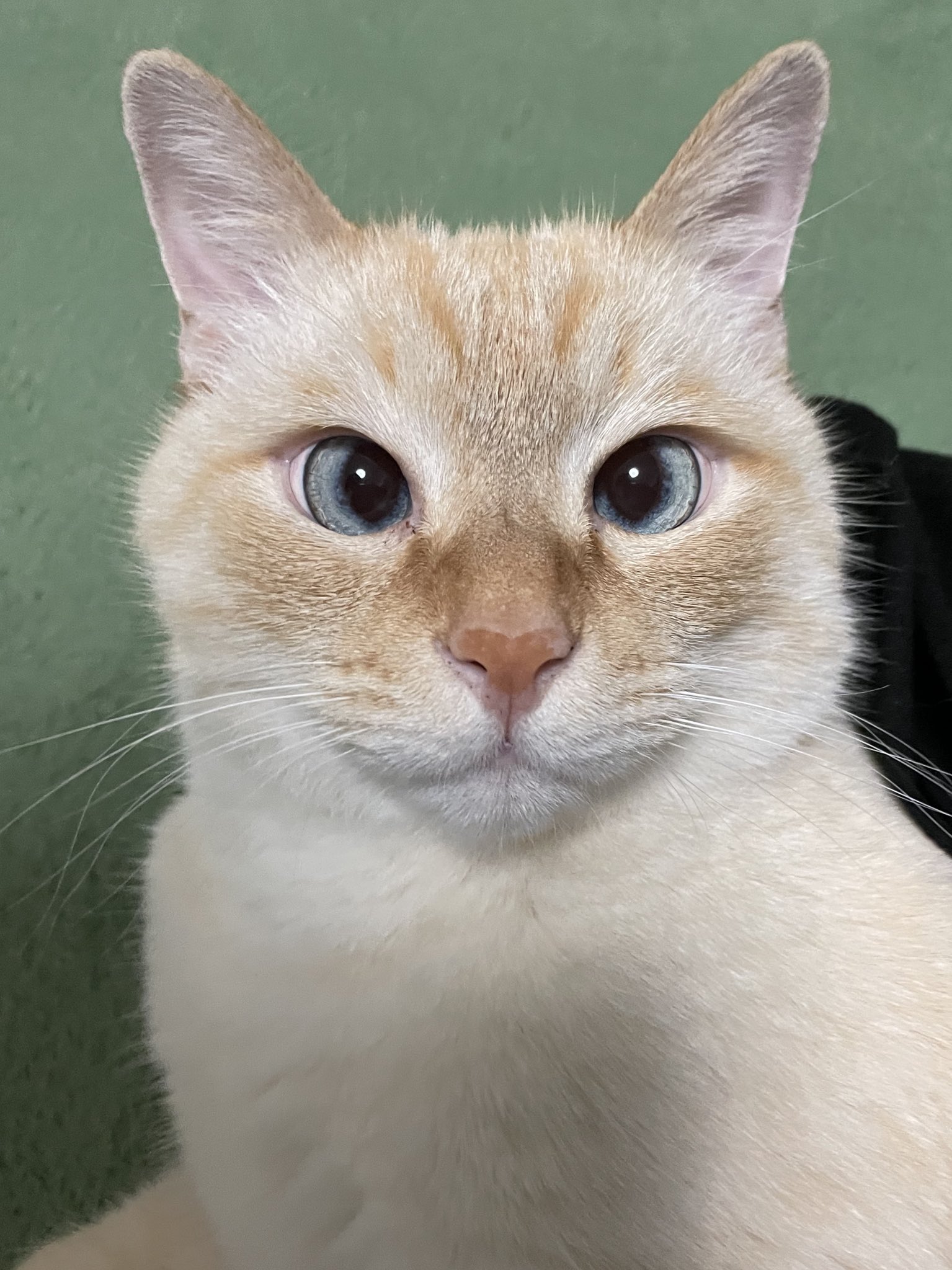 まるねこ オキシジェン O2 センサー OEM 60810814 適用: アルファ ロメオ