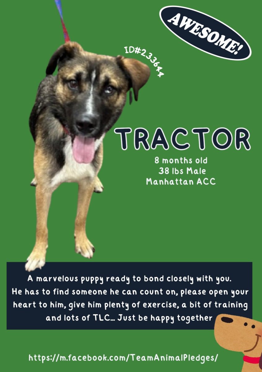 samj_jane's tweet image. 🐶 #Adoptme New intake 
Tractor only 8mths 233644 
#MACC A Handsome friendly playful energetic young pup needs loving patient person 4 training+to show him the ways of the world Dm @CathyPolicky #Pledge4Rescue #FostersSaveLives nycacc.app/browse/233644 Come meet me today 🐾🐶❤️