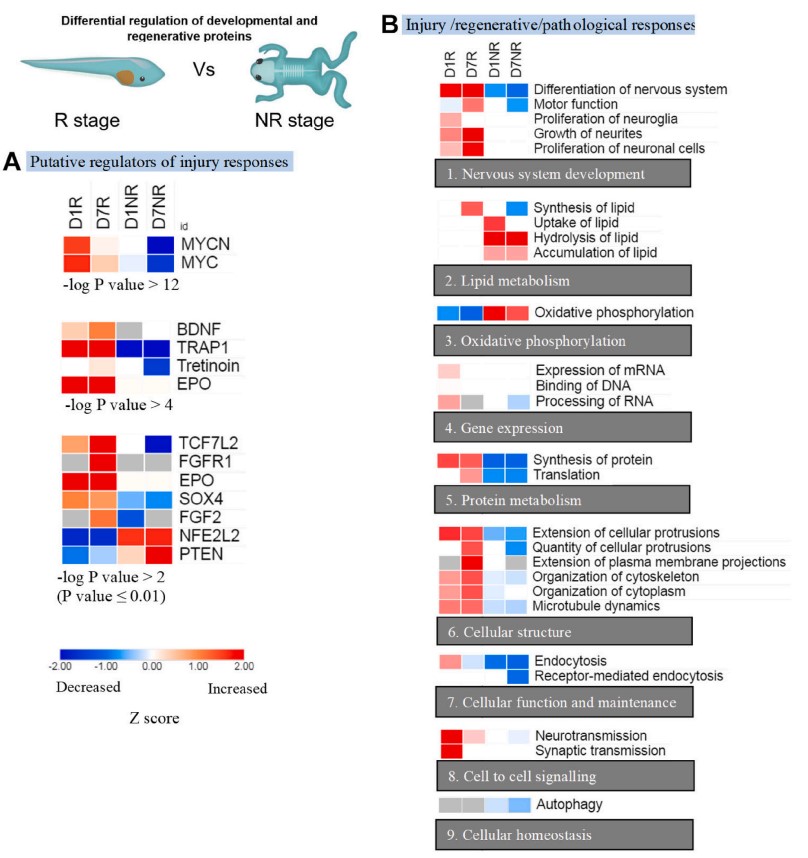 Early embryonic developmental pathways are activated during regeneration phase in Xenopus 

Aniket Kshirsagar  et al., .. and Gerhard Schlosser
sciencedirect.com/science/articl…
#Xenopus #regeneration #DBfeature 🐸