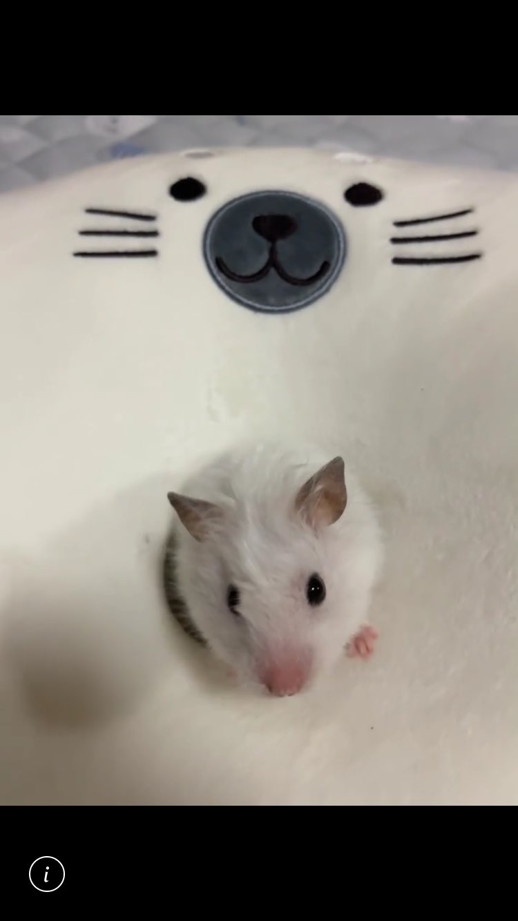 マヌケ・ハム！！！！はむはむ！マヌケマヌケのおマヌケハムスター‎ マヌケ・ハム！！！！はむはむ！マヌケマヌケのおマヌケハムスター‎