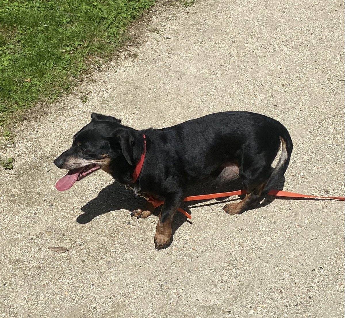 philomene251's tweet image. #montreuil personne reconnait ce toutou?
Chien perdu/trouvé, non pucé quartier #belair