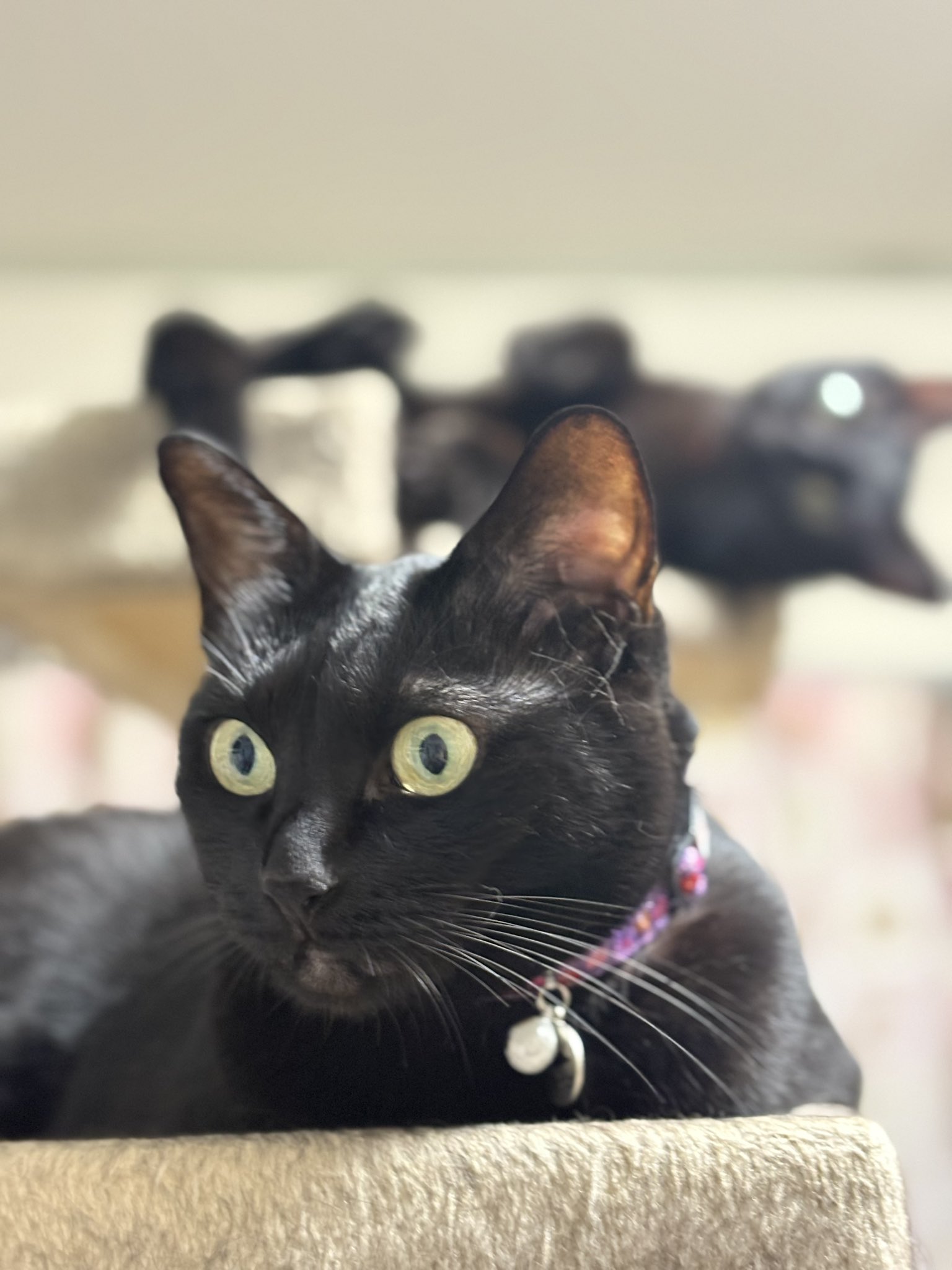 黒猫 ニシカワアイ on X: 
