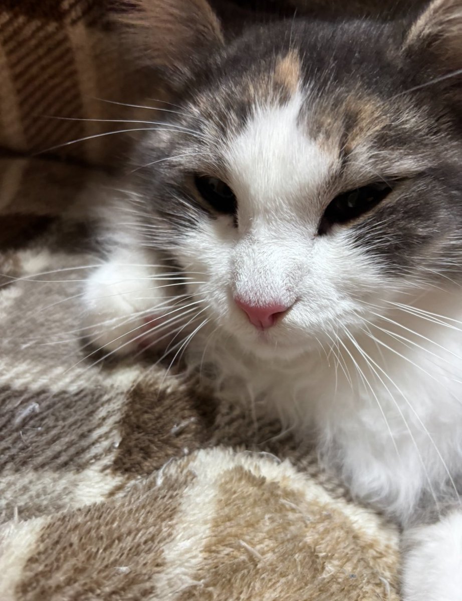 ルアナ4変化
(美人、甘えん坊、ねんね、寝起き)です🐈

#世界猫の日