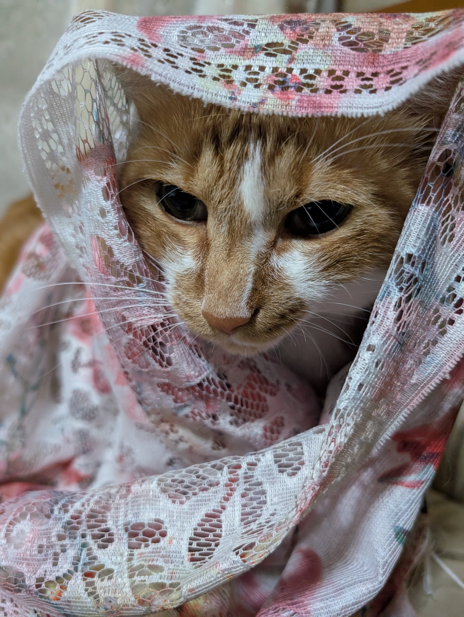 ーーーー　NANA猫⿴nananeko666  ーーーー なつ🌿 on X: 