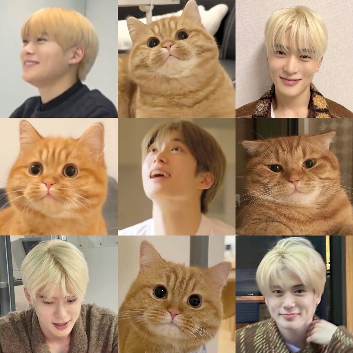 พิแมวส้ม ^. .^₎Ⳋ