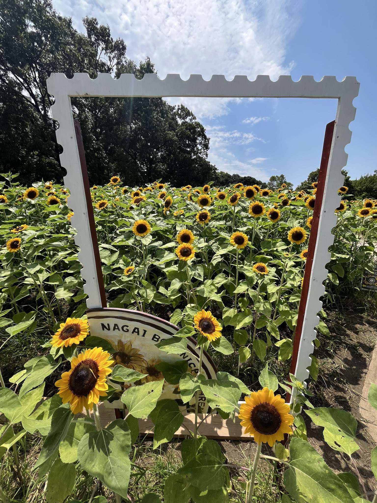 向日葵 - Search / X