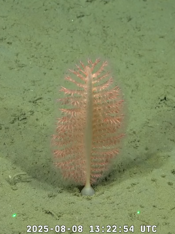 🪶Hermosa esta pluma de mar! (otro octocoral). Me copa cómo se han adaptado a un sedimento blando con ese pedúnculo enorme para enterrarse. Mencionaron que el color se lo dan los escleritos que son pequeñas piezas calcáreas que además le dan sosten en un sustrato tan blando.